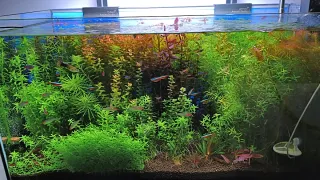 Lote 1 plantas acuario bajos-medios requerimientos