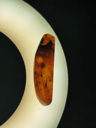 Fósil Ámbar del cretácico con milpiés, patas araña