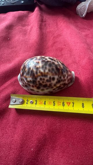 Set 4 conchiglie marine naturali