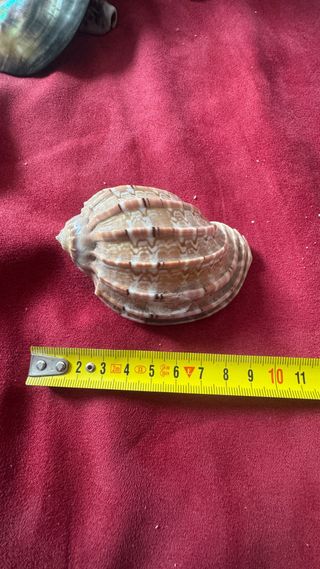 Set 4 conchiglie marine naturali