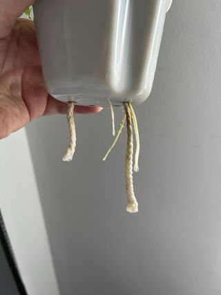 Alocasia Odora Batik - Variegada