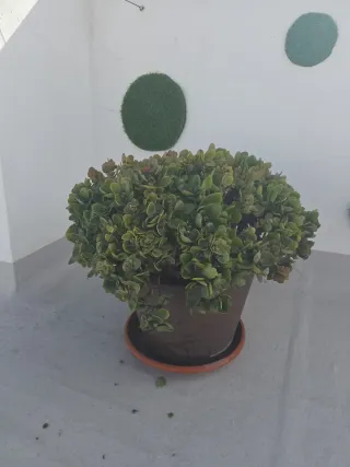 Planta de exterior en maceta