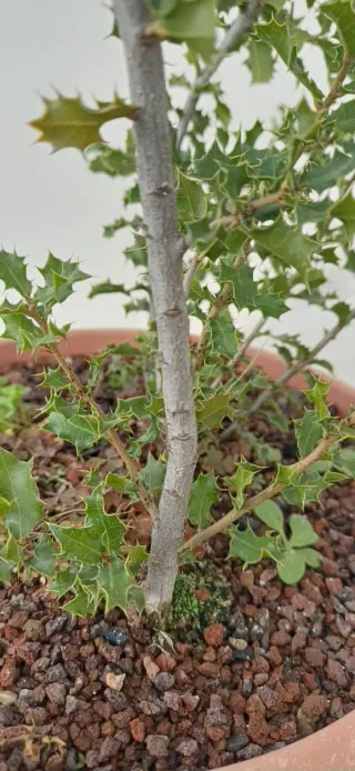 Coscoja para bonsái - Plantón