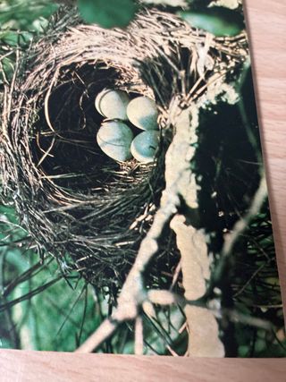 Cartolina Nido di Merlo