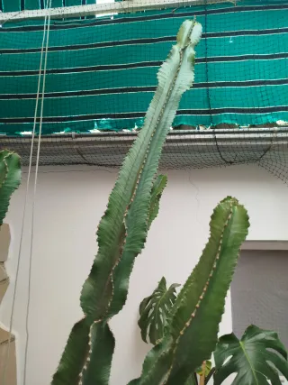 Euphorbia candelabrum