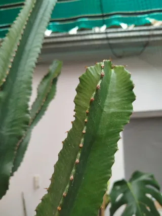 Euphorbia candelabrum