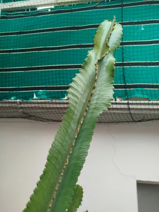 Euphorbia candelabrum