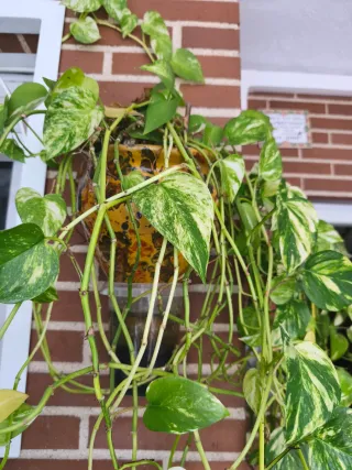 Planta colgante decorativa