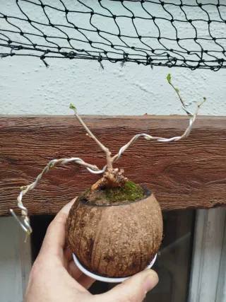 Bonsai prevonsai de Morera blanca en Coco
