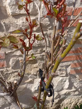 Esquejes Rosal Abracadabra Amarillo y Granate