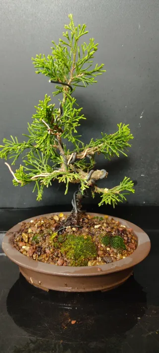 Bonsái Junipero Itoigawa
