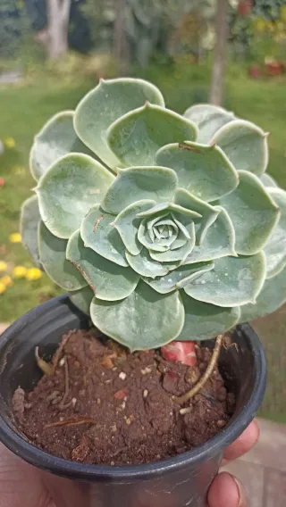 Pianta Echeveria glauca