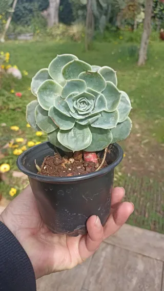 Pianta Echeveria glauca