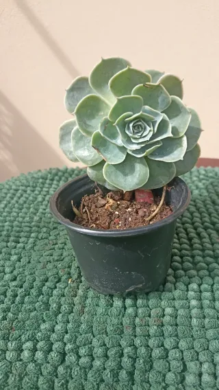 Pianta Echeveria glauca