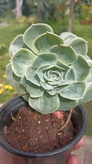 Pianta Echeveria glauca