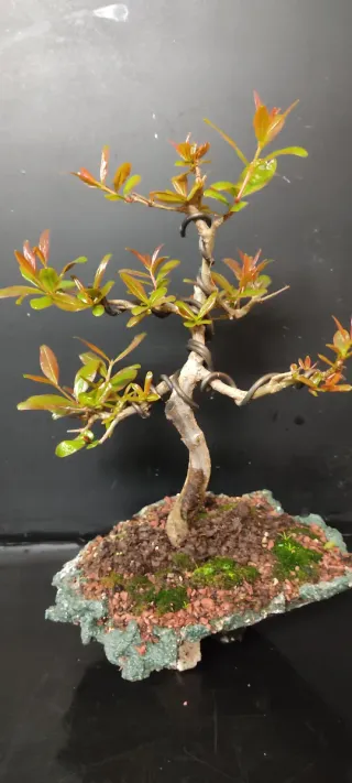 Bonsai Granado Niguikan