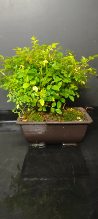 Bonsái Rosal de Japón