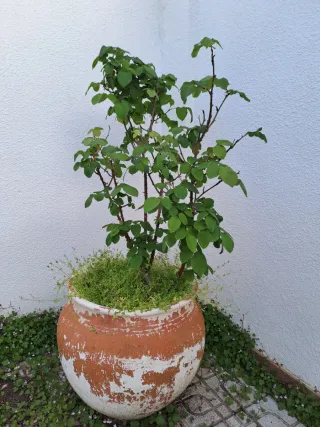 Macetón de terracota con rosal