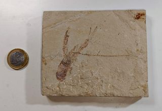 Fósil de ATHERFIELDASTACUS MAGNUM en matriz