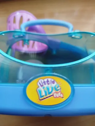 Riccio con guscio e casetta