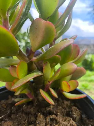 Planta de Jade en maceta negra