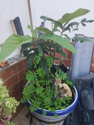 Macetones con pie de forja 75€ las 2