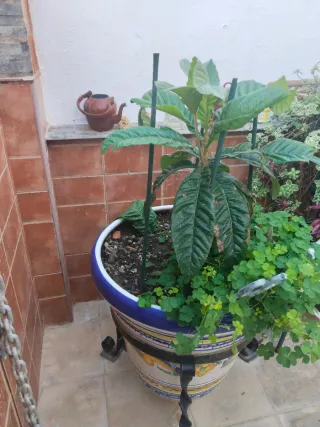 Macetones con pie de forja 75€ las 2