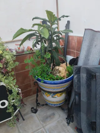 Macetones con pie de forja 75€ las 2