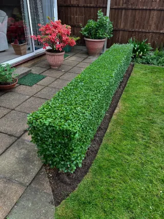 Servicio de jardinería profesional