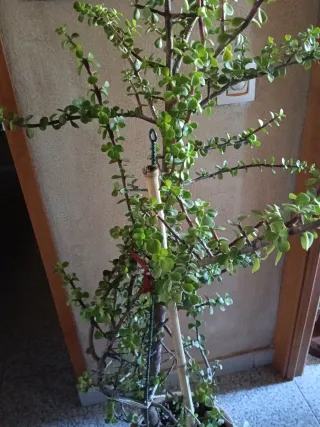 Suculenta espectacular, 125 cm sin maceta