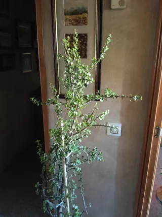 Suculenta espectacular, 125 cm sin maceta