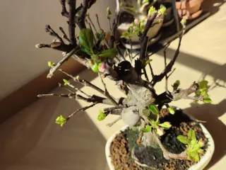 Bonsái Malus (Manzano)