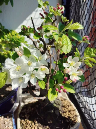 Bonsái Malus (Manzano)