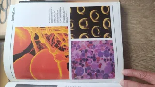 Enciclopedia médica MOSBY