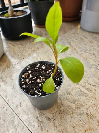 Ombú 15 cm - Ideal para bonsái