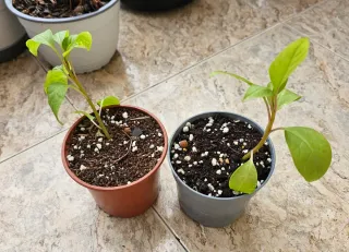 Ombú 15 cm - Ideal para bonsái