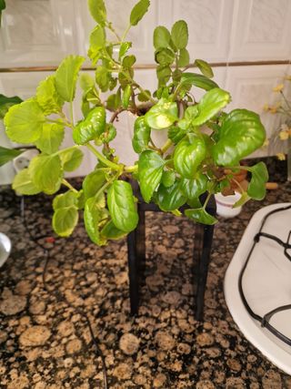 Portamacetas Cerámica y Madera.