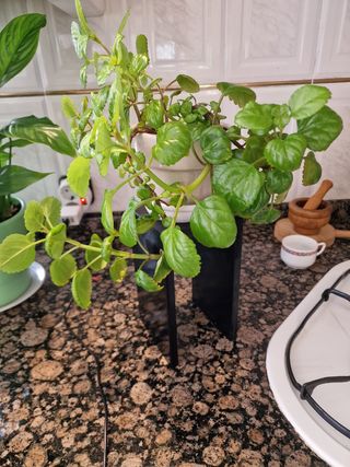 Portamacetas Cerámica y Madera.