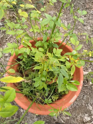 Planta Jazmín Amarillo en Maceta