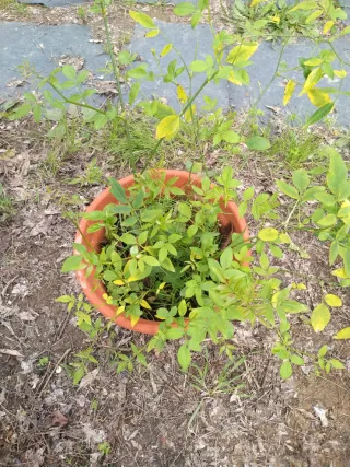Planta Jazmín Amarillo en Maceta