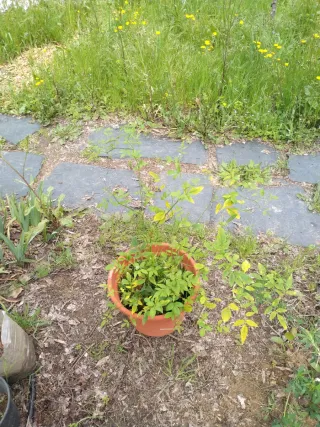 Planta Jazmín Amarillo en Maceta