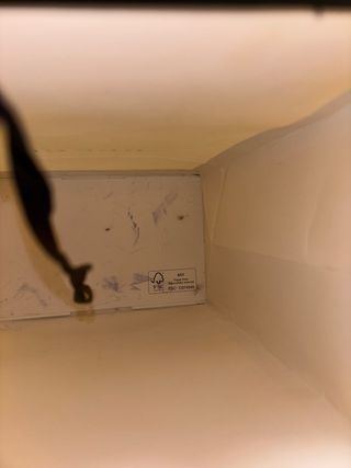 Zapatillas Gucci con estampado de manzana