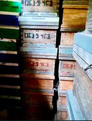 Colmenas Langstroth Trashumancia