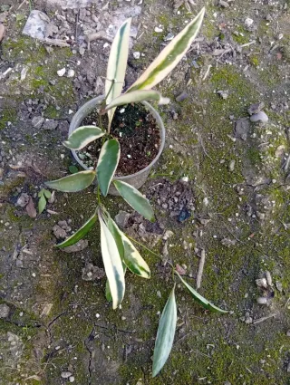 Hoya Carnosa walleti lory linn