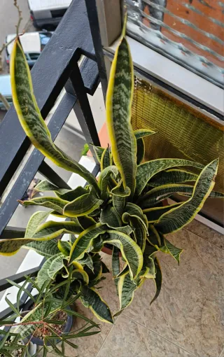 Sansevieria trifasciata planta
