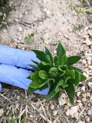 4 plantas margarita del cabo dimorfeca ,Moradas