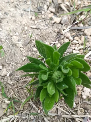4 plantas margarita del cabo dimorfeca ,Moradas