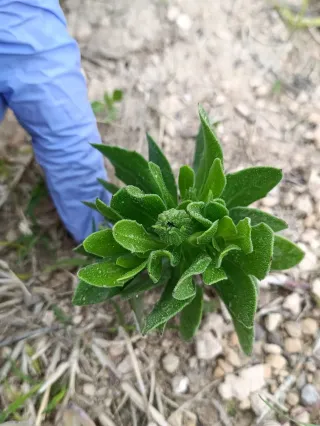 4 plantas margarita del cabo dimorfeca ,Moradas
