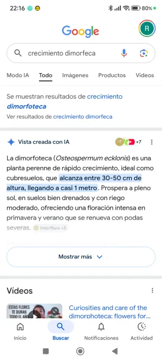 4 plantas margarita del cabo dimorfeca ,Moradas