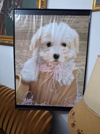 Cuadro de cachorro blanco y marrón